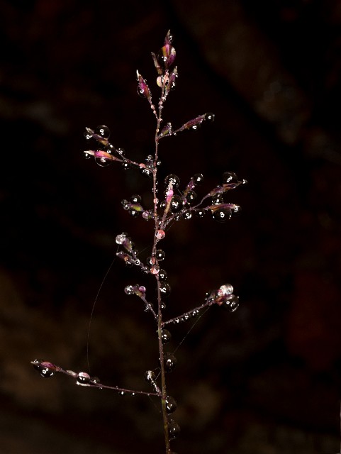 Grass 19-4702.jpg